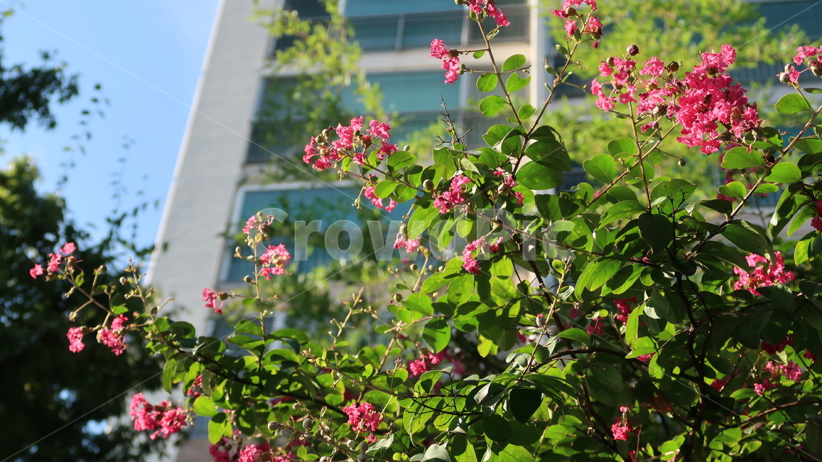 식물,자연,꽃,봄,여름,가을,아파트,하늘,분홍색,분홍꽃,plant,nature,blossom,flower,spring,summer,fall,apartment,sky,pink