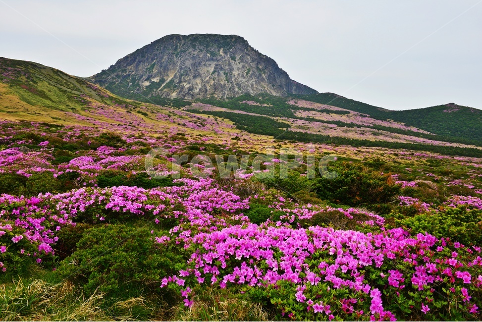 제주,한라산,한라산철쭉,한라산봄,봄,계절,철쭉,철쭉꽃,영실,윗세오름,언덕,plant,식물,nature,자연,outdoors,옥외,경치,경관,풍경,비경,제주비경,제주봄,자연,풍경,nature,landscape