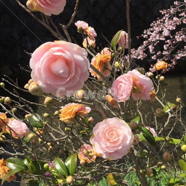 꽃,봄,화사,아름다움,만개,식물,자연,plants,nature,꽃,flower