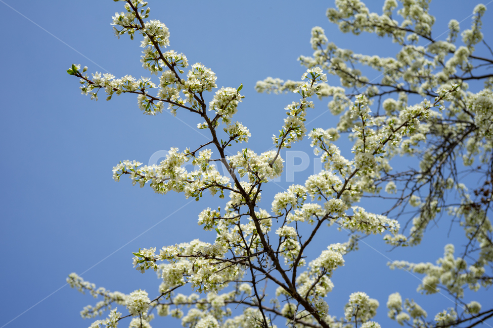 꽃,벚꽃,하늘,식물,자연,풍경,나무,봄,계절,spring,season,plant