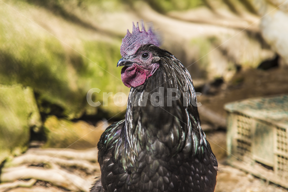 동물,닭,토종닭,수탉,새,조류,부리,가축,닭띠,동물,animal,조류,새,birds