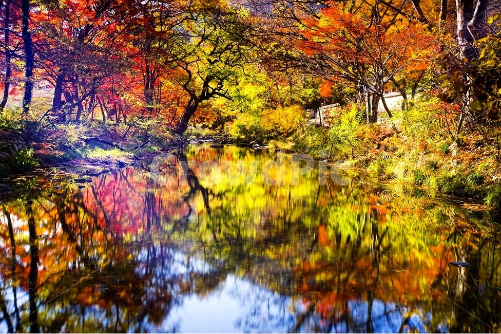 고창,선운사,가을,단풍,반영,가을,계절,fall,autumn,season,자연,풍경,nature,landscape,water,물,outdoors,옥외,tree,나무,plant,식물