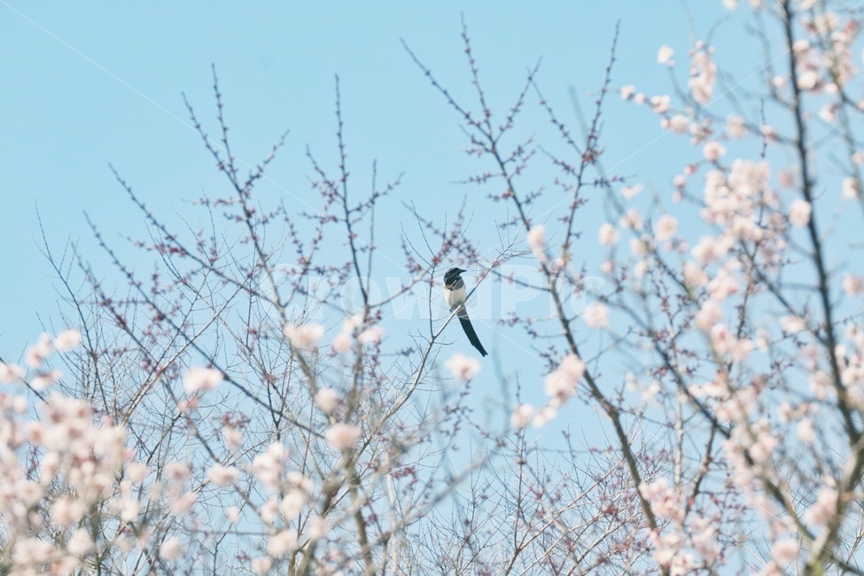 봄,꽃,spring,flower,매화,새,까치,magpie,순천,낙안읍성,봄,계절,spring,season,식물,자연,plants,nature,꽃,flower,동물,animal,조류,새,birds,감성,sensible,feeling,bird,bee eater,꿀벌 먹는 사람