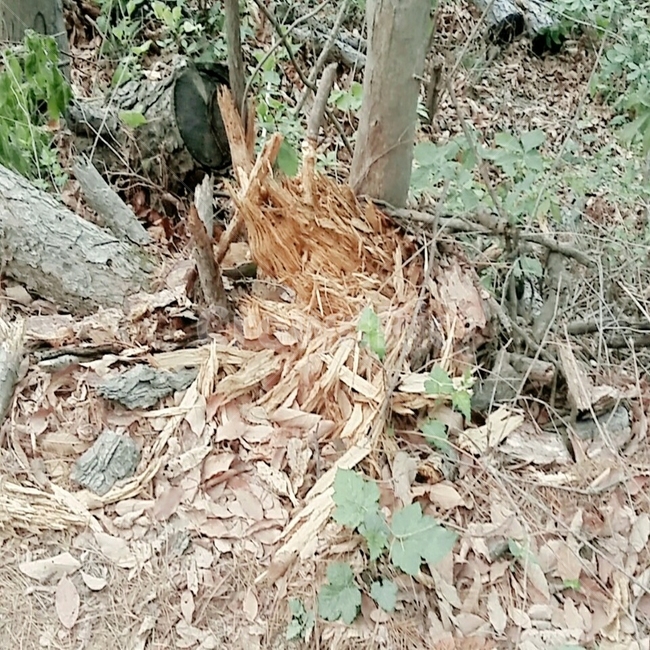 나무,풀,초록,흙,나뭇잎,나무잔해
