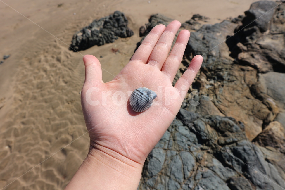 조개,바다,손,해변,바위,ocean,hand,rock,shell