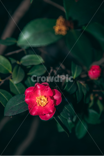 동백꽃,꽃,동백,동백나무,봄꽃,빨강,초록,빛,식물,자연,plants,nature,flower,bloom,배경화면,식물,자연,plants,nature,꽃,flower