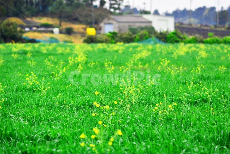 봄,꽃,풍경,감성,제주,자연,식물,plants,nature,flower,밭,시골,시골풍경,제주시골,제주풍경,노란색,계절,풀밭,봄,계절,spring,season,식물,자연,plants,nature,꽃,flower,outdoors,옥외,field,들,grassland,목초지