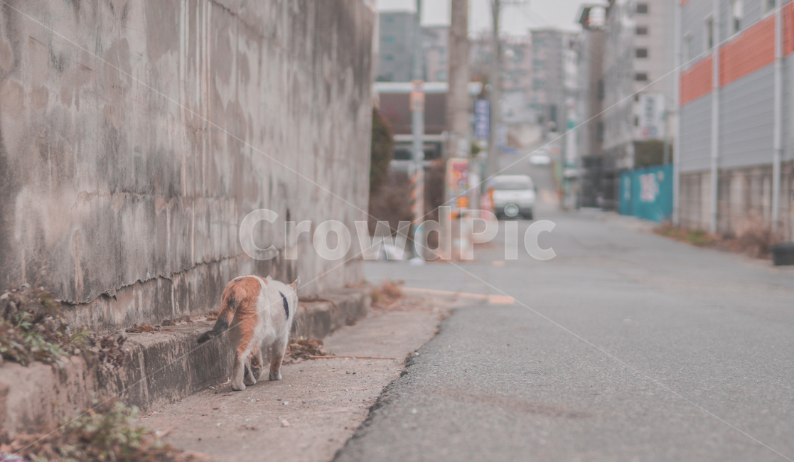 골목길,고양이,담벼락,path,통로,동물,animal,포유류,mammal,고양이,cat,kitten,kitty