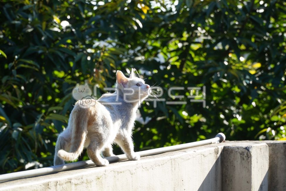 야생고양이,고양이사냥,얼룩고양이,포식자,포유류,귀여운고양이,담장위의고양이