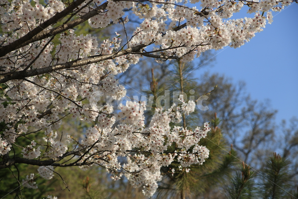벚꽃,꽃,봄,봄꽃,하늘,벚꽃축제,식물,자연,plants,nature,꽃,flower