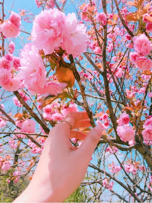 plant,식물,blossom,꽃,flower,손