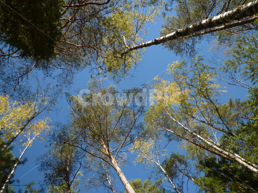 나무,파란색,파랑,하늘,green,tree,sky,blue