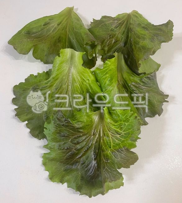 흑미치마상추,상추,쌈추,식물,야채,음식,쌈,채소,쌈채소,plant,lettuce,food,vegetable