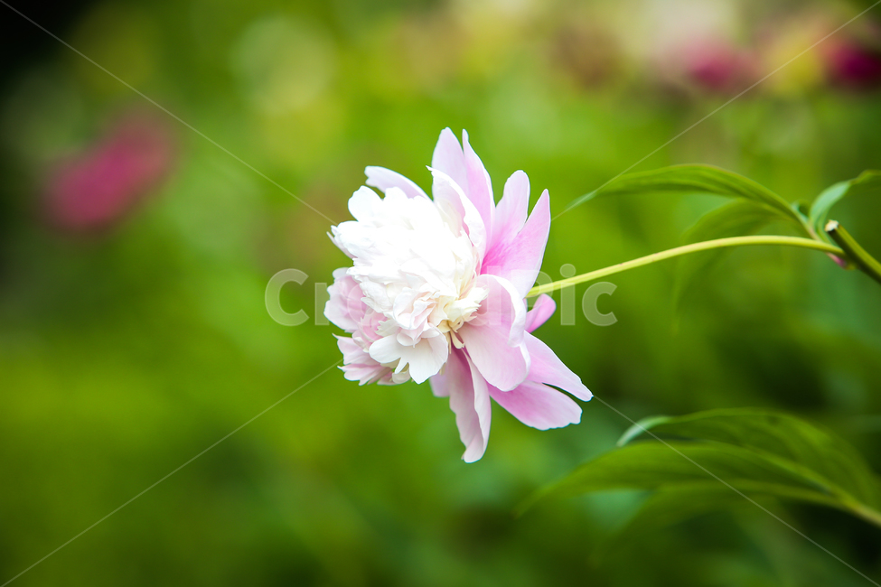 꽃,한송이,작약,목란,크로즈업,접사,식물,초록,하얀꽃,자연,식물,자연,plants,nature,꽃,flower