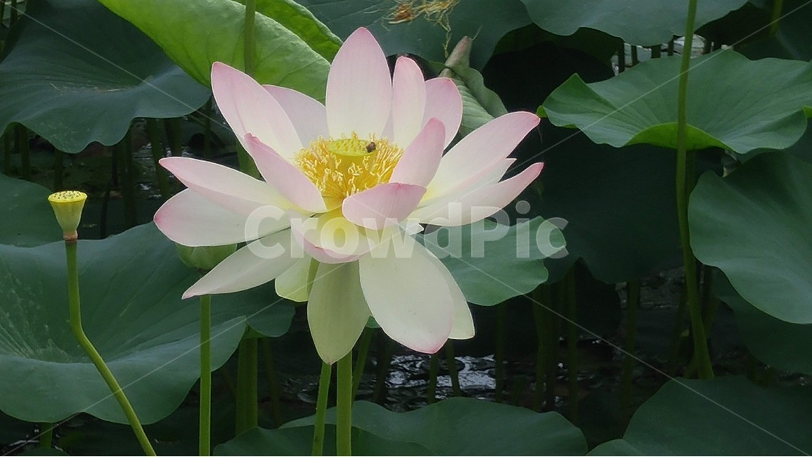 꽃,꽃잎,연잎,자연,계절,식물,백련,식물,자연,plants,nature,꽃,flower
