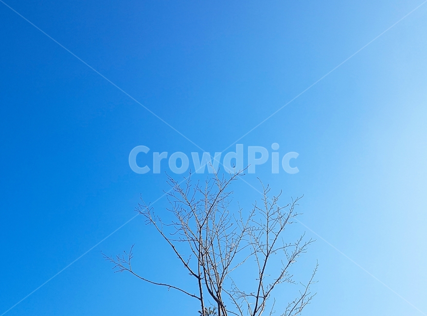 나무,풍경,자연,나뭇가지,하늘,푸른,감성,고독함,겨울,tree