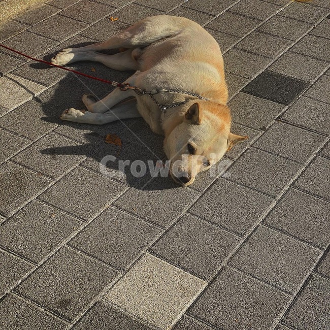 강아지,애완동물,애완,멍멍이,dog,동물,animal,포유류,mammal,개,강아지,dog,doggy
