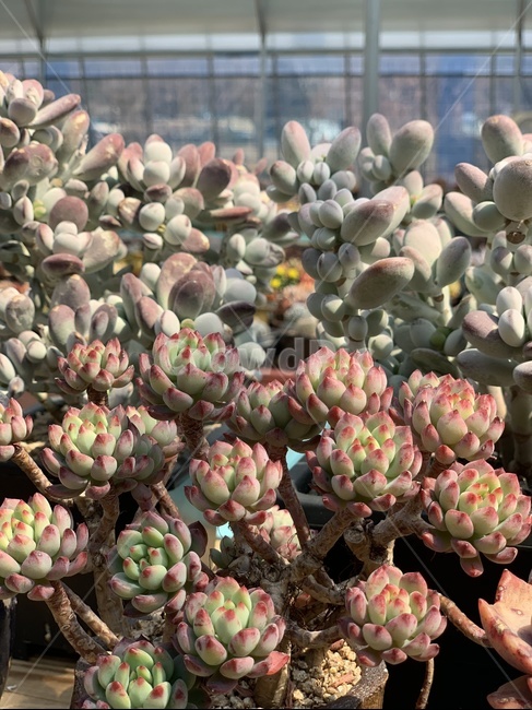 다육,식물,다육이,화분,농장,식물,자연,plants,nature