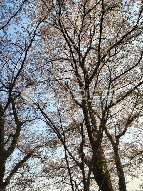 cherry blossom tree,spring,sky,spring flowers,library,Cherry Blossom Ending,tree,flower