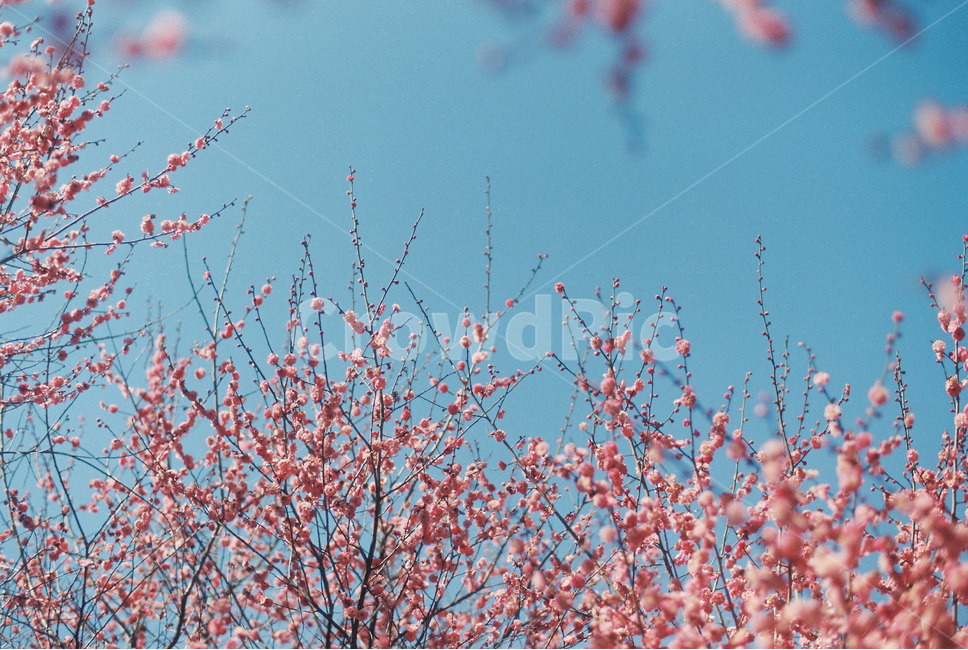 매화,매화꽃,봄꽃,분홍꽃,봄,분홍,pink,umeflower,꽃,flower,spring,apricotflower,식물,봄풍경,봄,계절,spring,season,식물,자연,plants,nature,꽃,flower,감성,sensible,feeling,색깔,색상,색채,색감,color sense,color sensitivity,feeling of color,plant