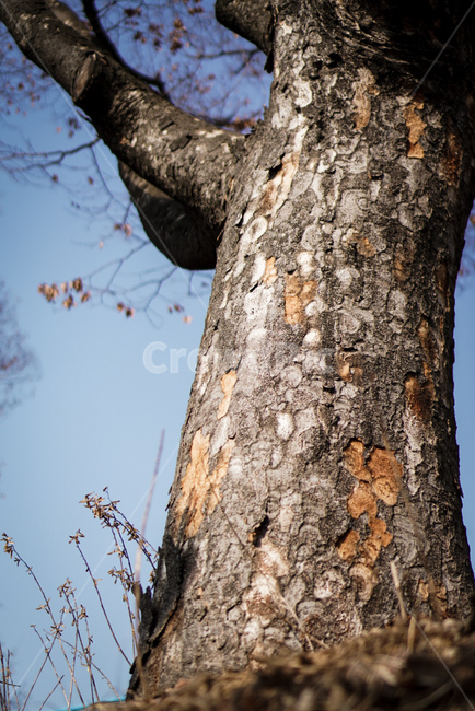 나무,나무몸통,겨울나무,식물,나무줄기,나무,trees,wood