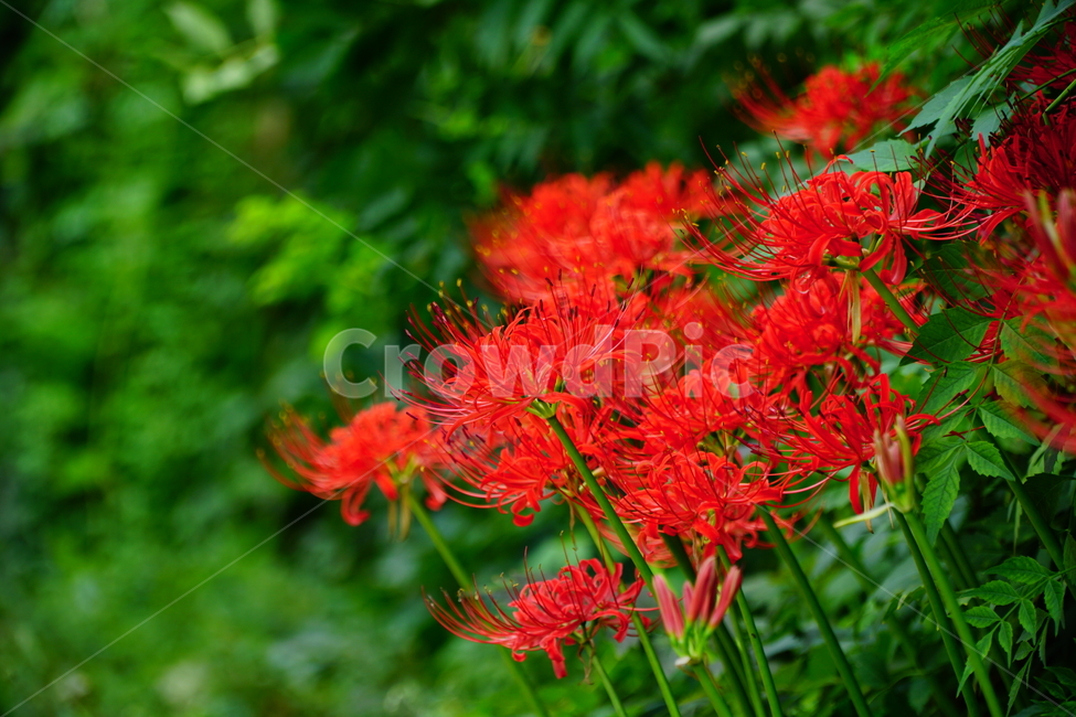 꽃무릇,꽃,식물,플라워,flower,자연,nature,plants,9월,가을,fall,autumn,september,꽃밭,화단,꽃사진,가을꽃,식물,자연,plants,nature,꽃,flower