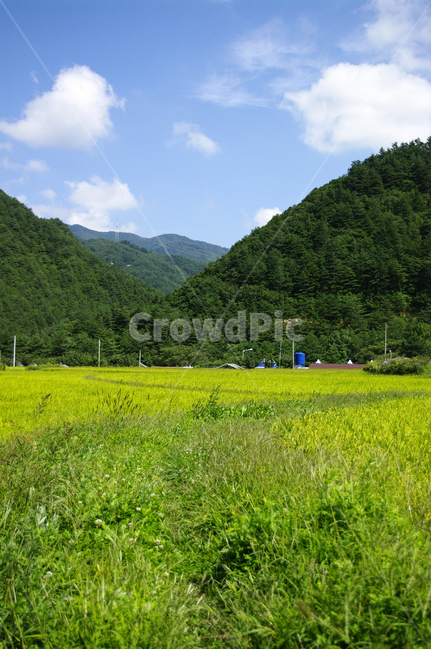 논,벼,농촌,시골,풍경,자연,풍경,nature,landscape,outdoors,옥외,field,들,grassland,목초지