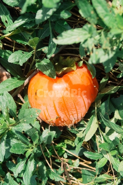 감,감나무,풀잎,주황,곶감,홍시,식물,자연,plants,nature,과일,열매,fruit