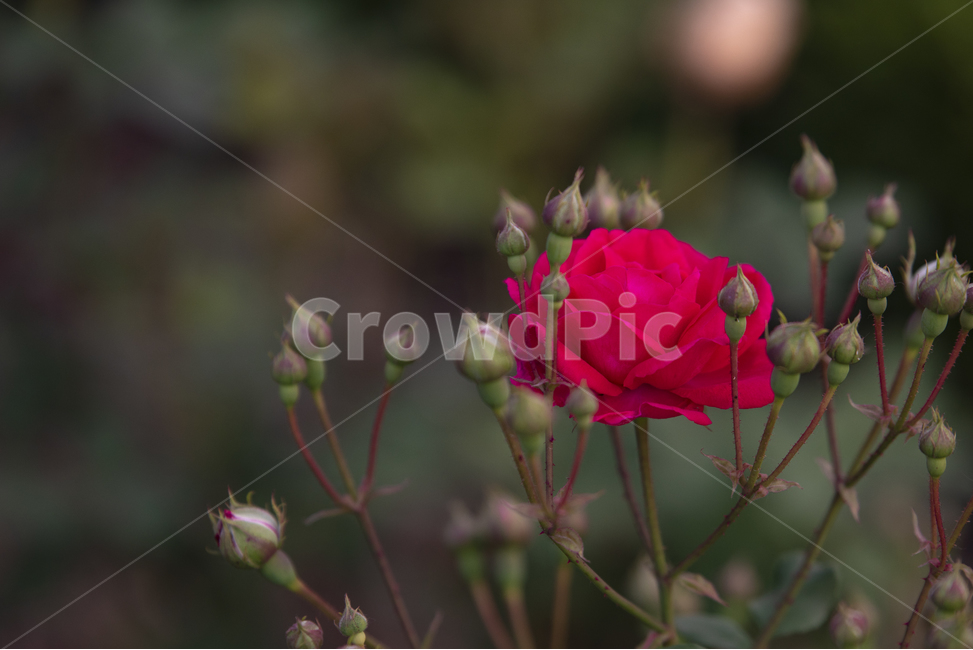 장미,오월장미,빨간장미,빨강,장미꽃,상록관목,식물,자연,plants,nature,꽃,flower