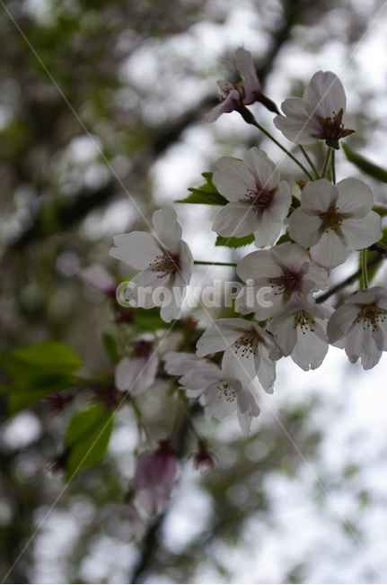 벚꽃,꽃,flower,계절,봄,spring,식물,plant,자연,nature,봄,계절,spring,season,식물,자연,plants,nature,꽃,flower,blossom