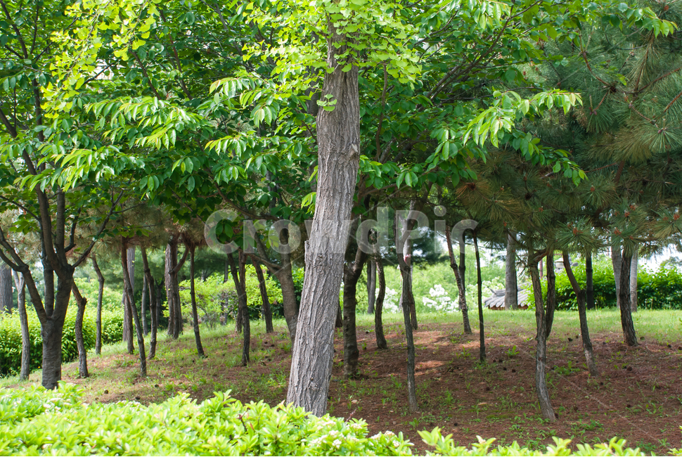 공원,나무,소나무,정원,숲,숲속,풀잎,잎,초록,자연,야외,파크,식물,조경,나뭇잎,맑은,힐링,휴식,캠핑,경치,풍경,봄,가을,환경,녹색,한적한,조용한,배경,산책,산책길,단풍나무,녹지공원,식물,자연,plants,nature,나무,trees,wood