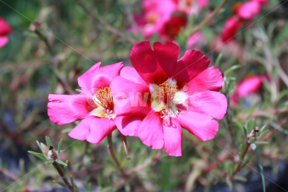 꽃,들꽃,분홍,flower,감성,식물,자연,plants,nature,꽃,flower