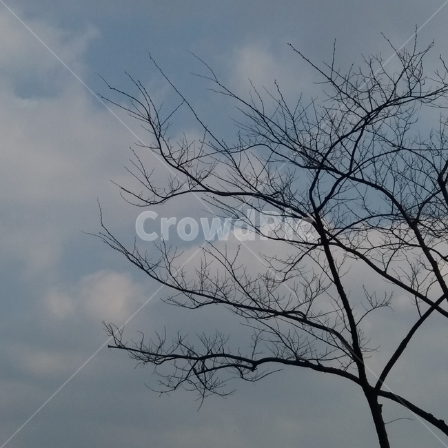 하늘,나뭇가지,구름,겨울,낮,식물,자연,plants,nature,나무,trees,wood