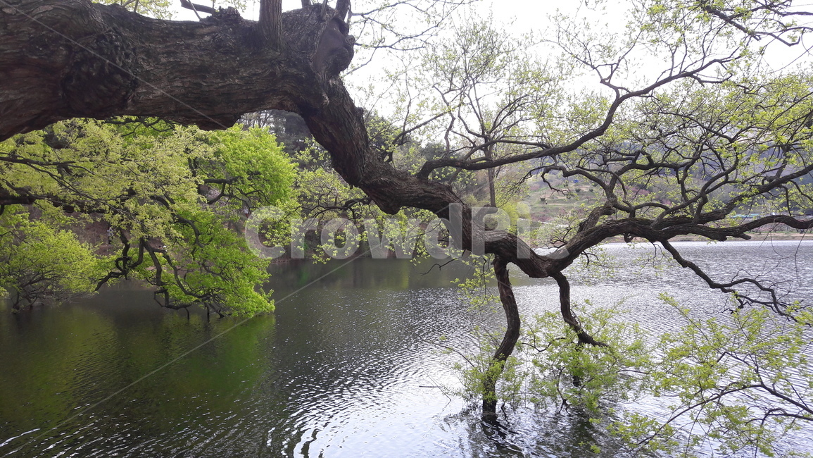 tree,나무,식물,treetrunk,물,water
