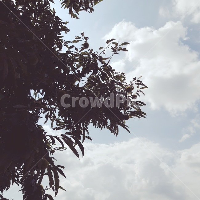 밤,밤나무,하늘,감성,시골,색감,나무싶,구름,nature,tree,sky,자연,배경화면,여름,자연,풍경,nature,landscape