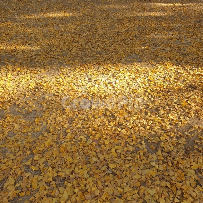 은행나무,나뭇잎,낙엽,은행잎,가을,가을,계절,fall,autumn,season,ground,바닥
