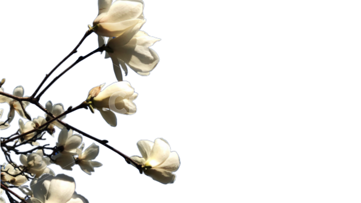누끼,목련,꽃,투명,하얀,봄,배경,background,removed,spring,magnolia,bloom,tree,springtime,flower,transparent,식물,plant,png,누끼,remove background