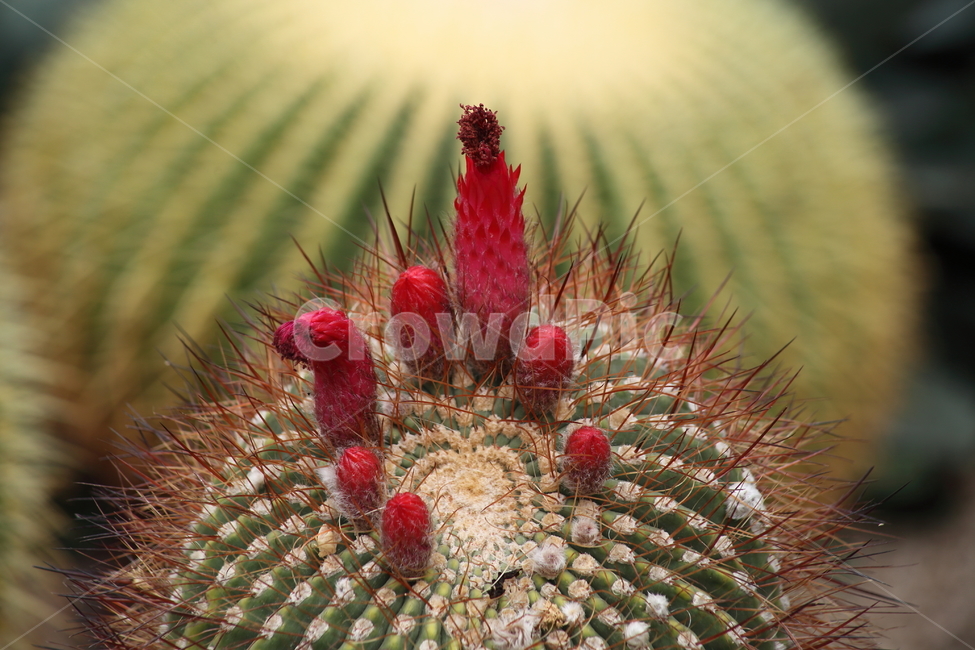 선인장,꽃,온실,공선인장,cactus