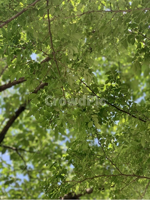 tree,나무,plant,식물,녹음,나뭇잎