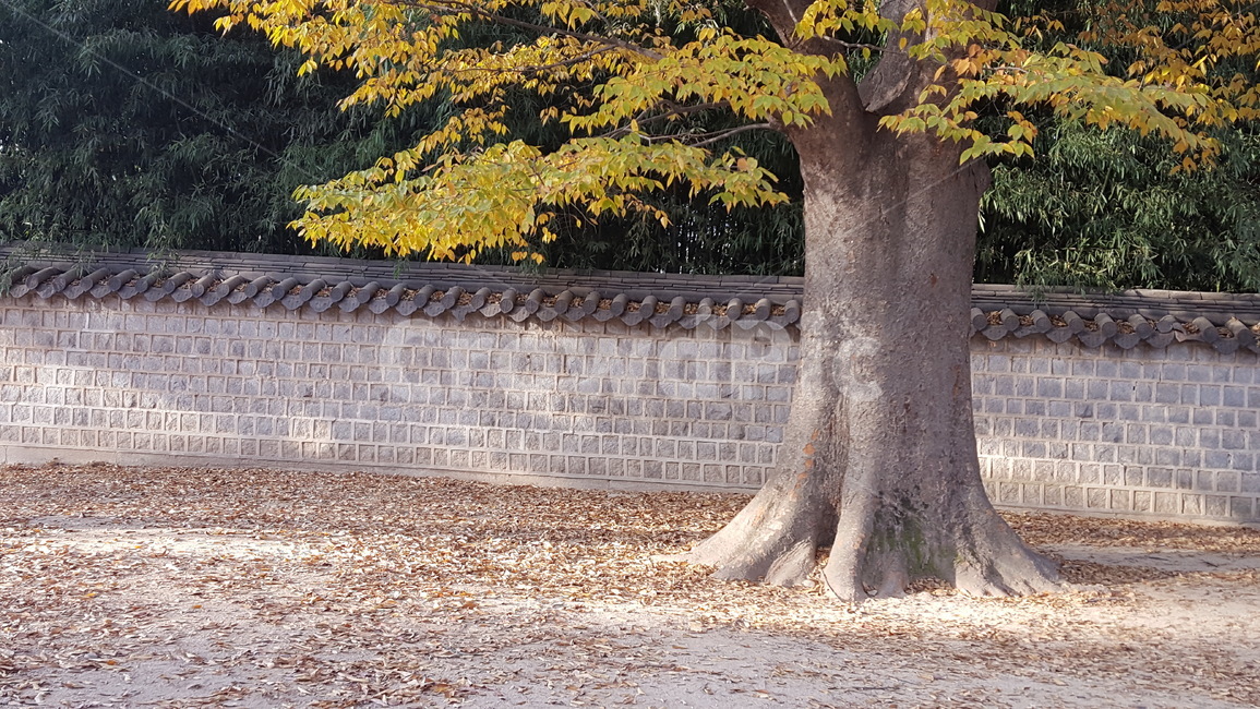 tree,나무,plant,식물,treetrunk,고궁,은행나무