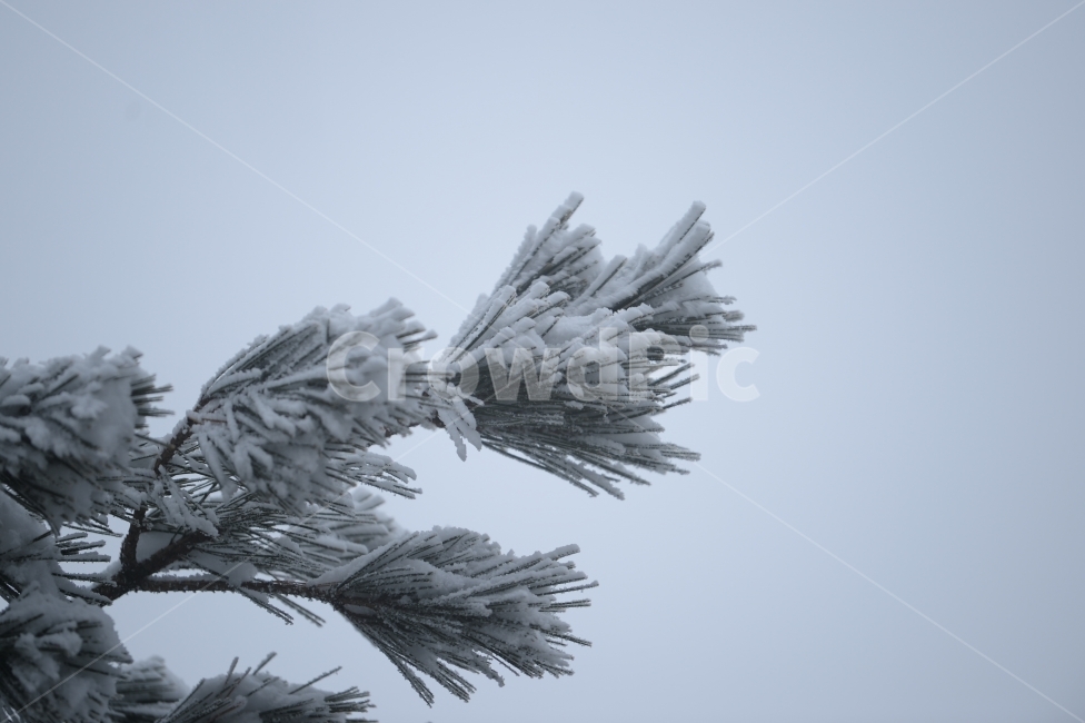 풍경,눈,눈꽃,자연,나무,겨울,솔잎,겨울,계절,winter,season,식물,자연,plants,nature
