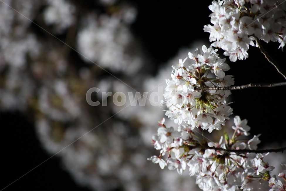 봄,야경,벚꽃,흰색,야간촬영,봄,계절,spring,season,식물,자연,plants,nature,꽃,flower,plant