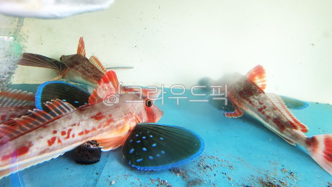 성대,물고기,날개고기,fish,생선,수족관,횟집