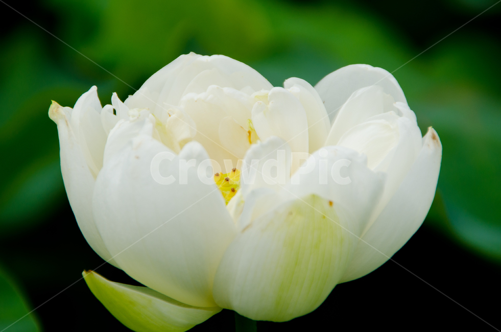 연꽃,여름,자연,꽃,배경화면,흰꽃,flower,summer,natural,whiteflower,background,lotus