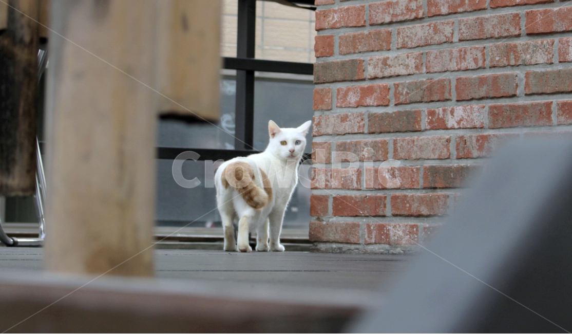 고양이,동물,cat,animal,길고양이,포유류,길냥이,동물,animal,포유류,mammal,고양이,cat,kitten,kitty