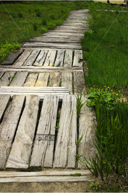 식물,초록,자연,나무,꽃,flower,야생화,나무길,길,산책,자연,풍경,nature,landscape,boardwalk,산책로,building,건물,bridge,다리