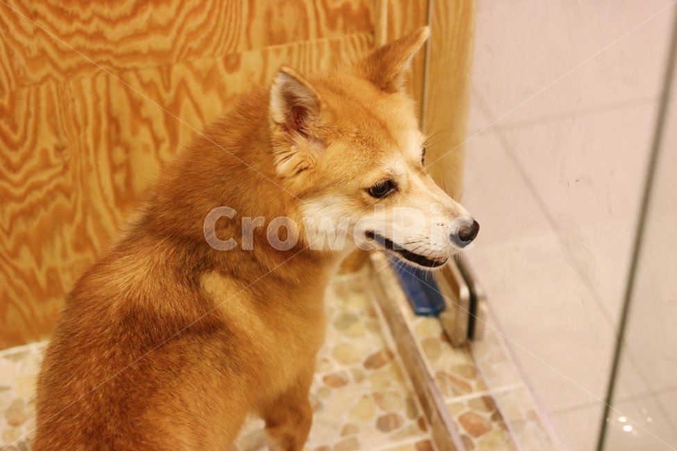 강아지,유기견,믹스견,믹스,동물,동물,animal,포유류,mammal,개,강아지,dog,doggy