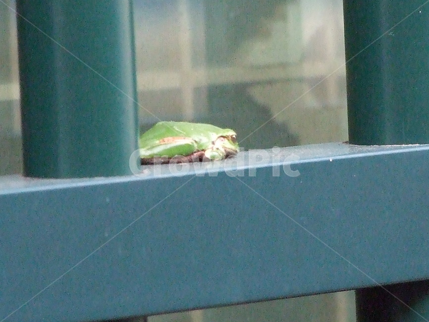 청개구리,보호색,동물,양서류,휴식,동물,animal,파충류,양서류,reptile,amphibian