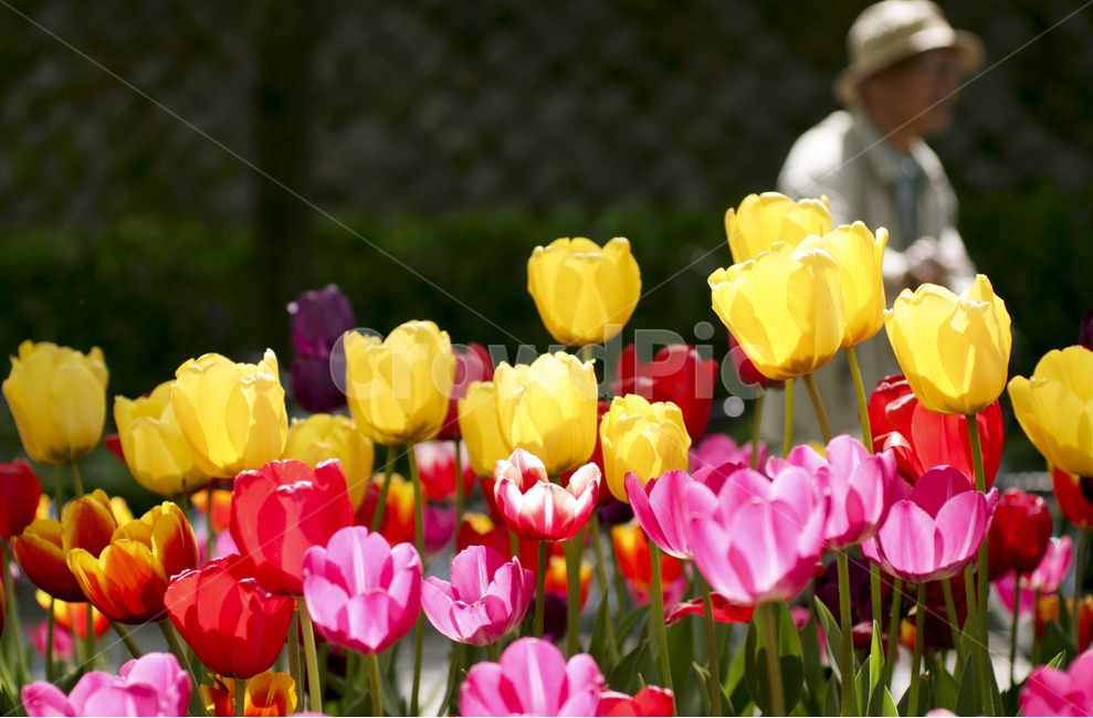 보라매공원,튤립,봄소풍,꽃구경,보라매공원풍경,tulip,산책,따뜻한봄날,한국의풍경,따스한봄날,식물,자연,plants,nature,꽃,flower