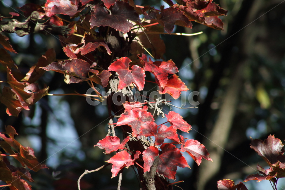 단풍,담쟁이,식물,가을,redleaves,Bostonivy,가을,계절,fall,autumn,season,leaf,잎,plant,tree,나무,maple